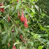 Plants: image 15 Of 117 Thumb